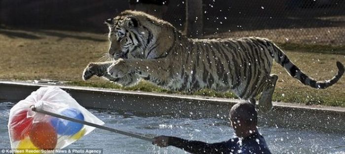 Diving with Tigers (6 pics)