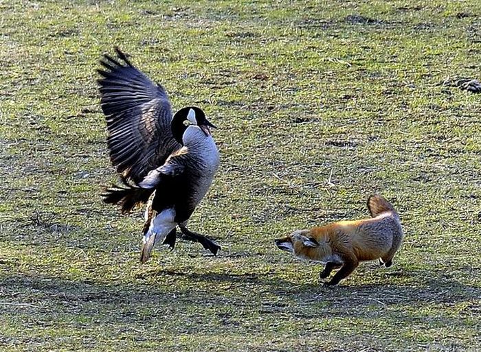 Geese vs Fox (5 pics)