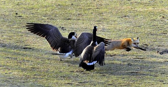 Geese vs Fox (5 pics)