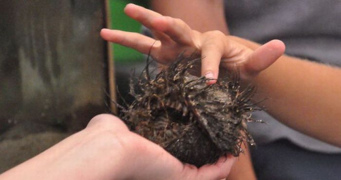 A Strange Monster (4 pics)