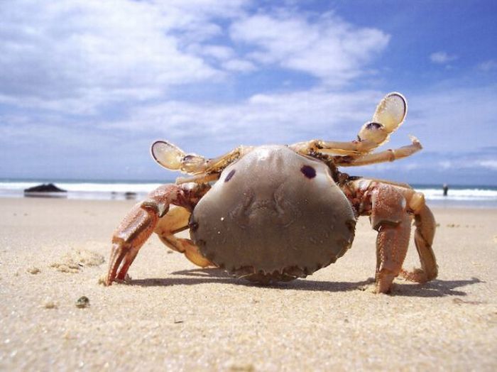 Acid Picdump (177 pics)
