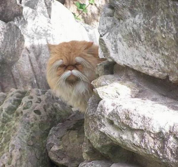 Acid Picdump (177 pics)