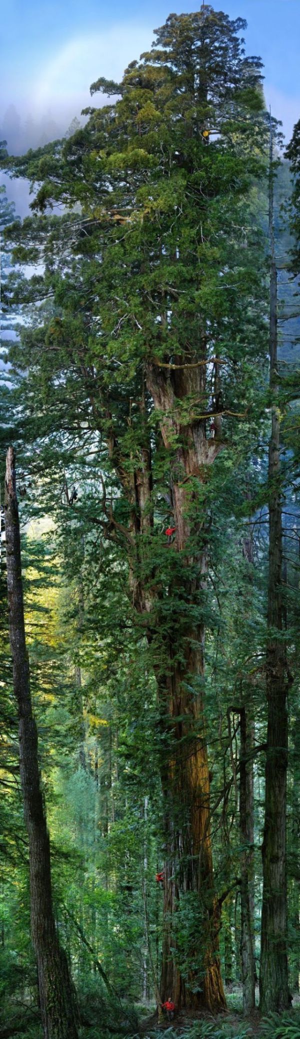 Acid Picdump (177 pics)