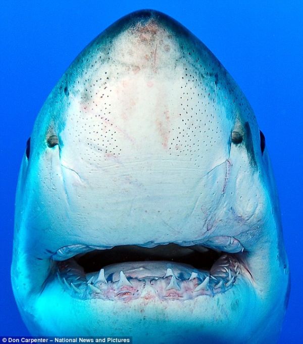 Acid Picdump (177 pics)