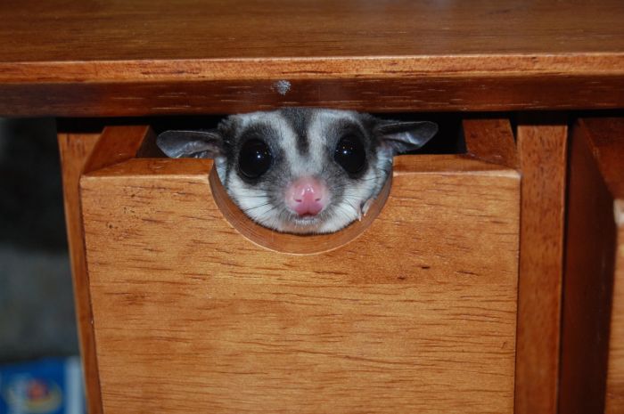 Acid Picdump (177 pics)