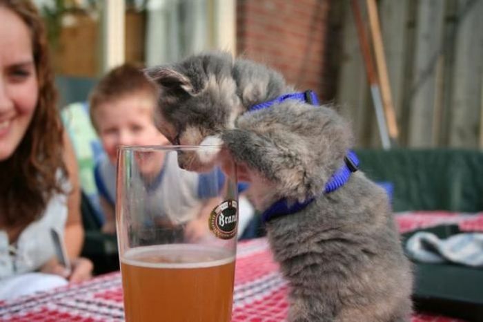 Acid Picdump (177 pics)