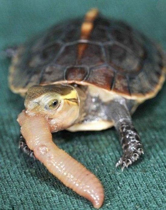 Acid Picdump (177 pics)