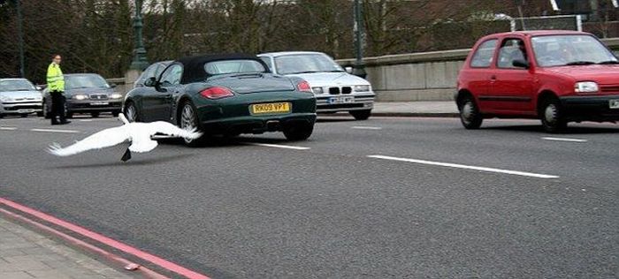 Acid Picdump (177 pics)