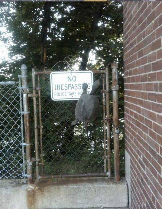 Acid Picdump (177 pics)
