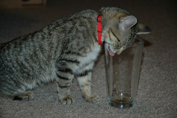Cats Who Love Beer (25 pics)