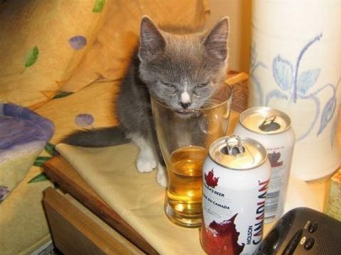Cats Who Love Beer (25 pics)