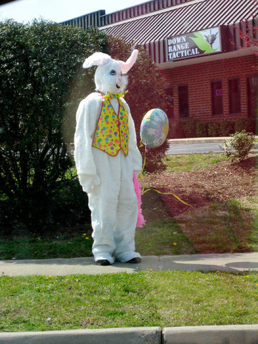 Funny Bunnies (69 pics)