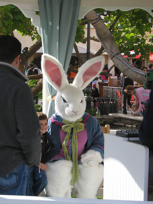 Funny Bunnies (69 pics)