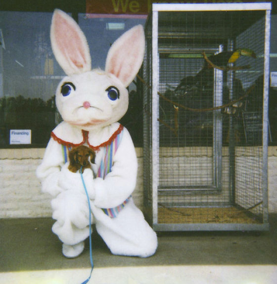 Funny Bunnies (69 pics)