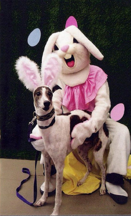 Funny Bunnies (69 pics)