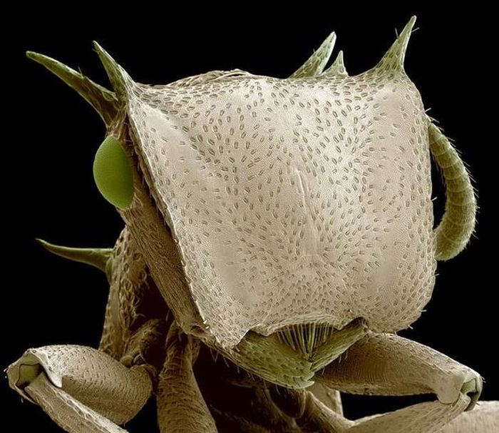 Images Made with Electron Microscope (12 pics)