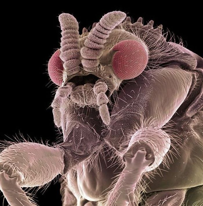 Images Made with Electron Microscope (12 pics)