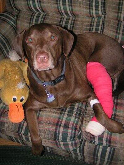 Animals With Casts (54 pics)