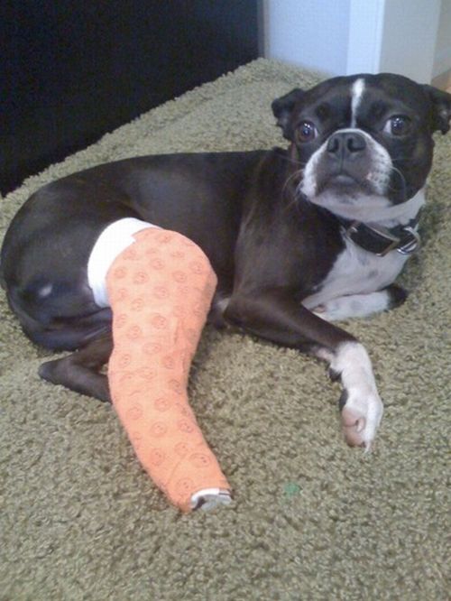Animals With Casts (54 pics)