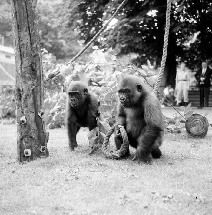 Old Photos of Netherlands (78 pics)