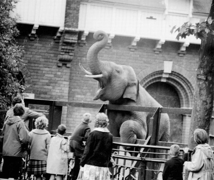 Old Photos of Netherlands (78 pics)