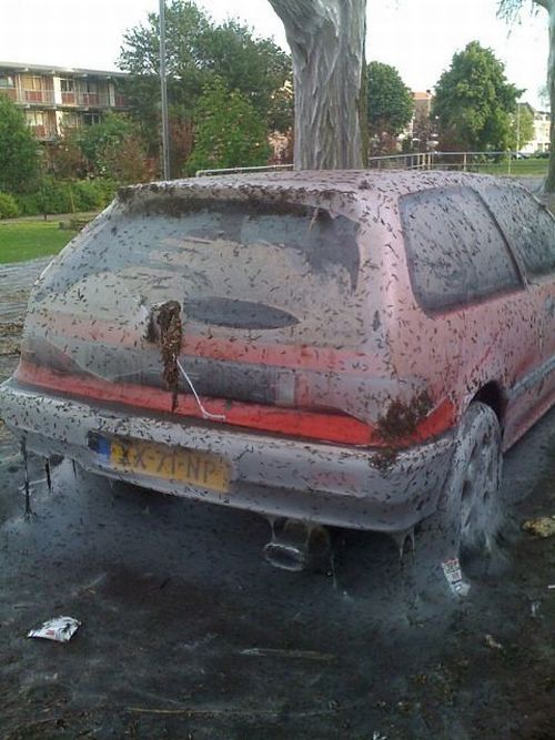 The Worst Thing That Can Happen to Your Car (5 pics)