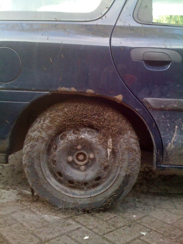 The Worst Thing That Can Happen to Your Car (5 pics)
