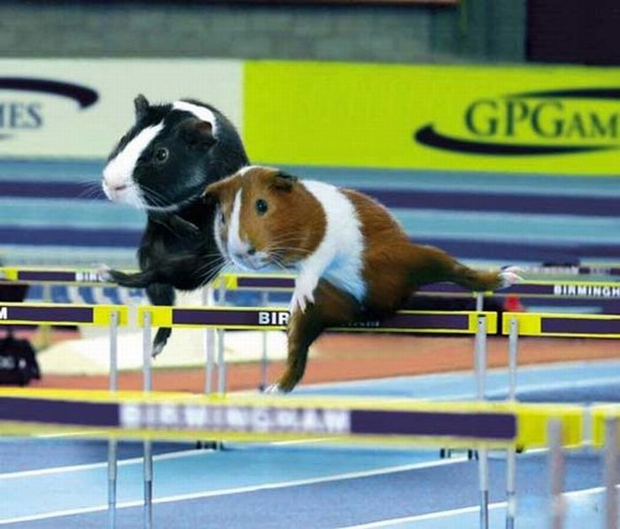 Guinea Pig Olympics (9 pics)