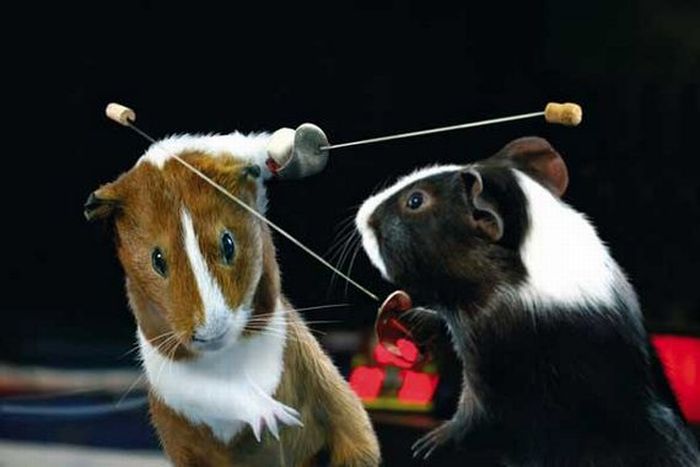 Guinea Pig Olympics (9 pics)