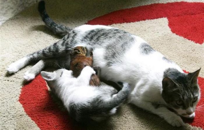 A Cat Adopted a Small Squirrel (7 pics)