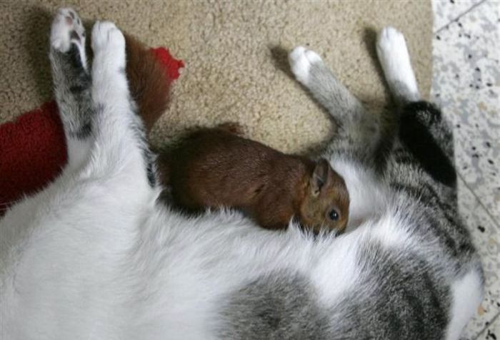 A Cat Adopted a Small Squirrel (7 pics)
