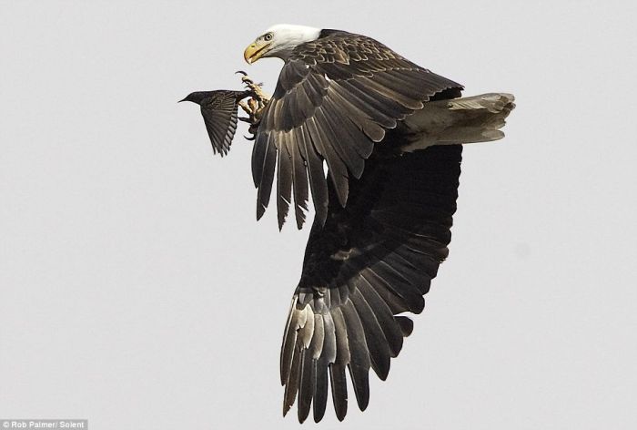 Amazing Moment. Bald Eagle Catches a Starling (4 pics)