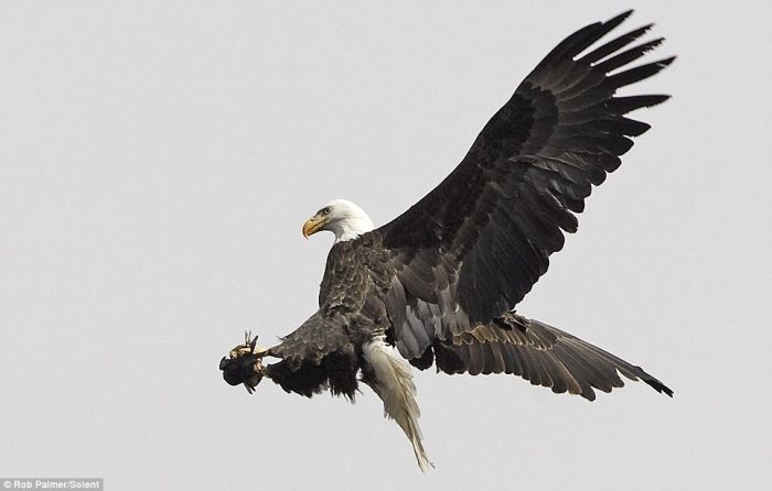 Amazing Moment. Bald Eagle Catches a Starling (4 pics)