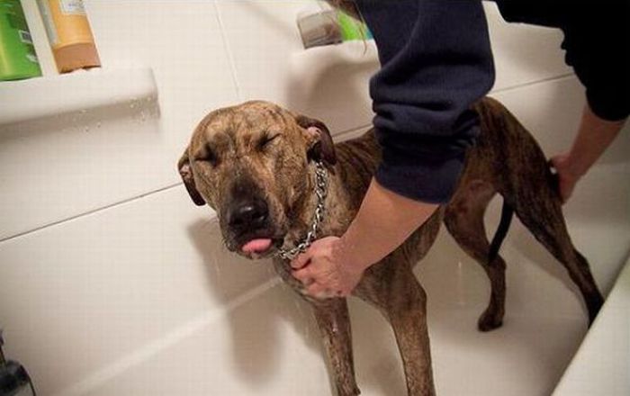 Bathing Dogs (29 pics)