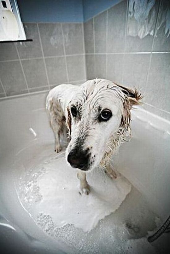 Bathing Dogs (29 pics)