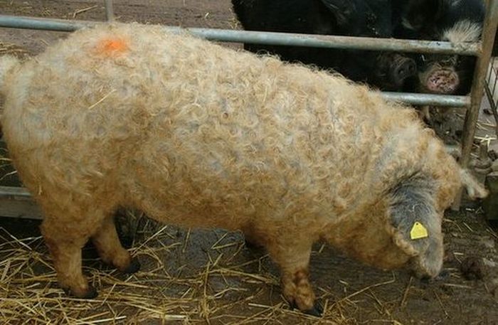 Sheep Pigs from Argentina (9 pics)