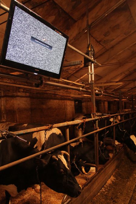 TV for Cows (22 pics)