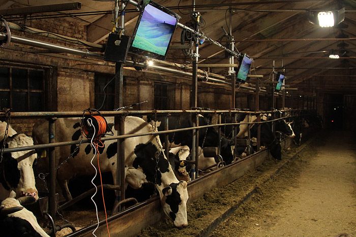 TV for Cows (22 pics)