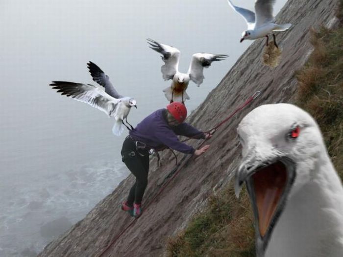 When Birds Attack (47 pics)