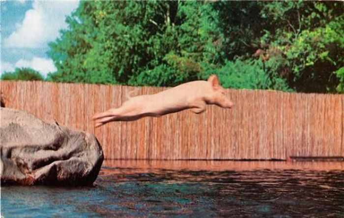 Acid Picdump (197 pics)
