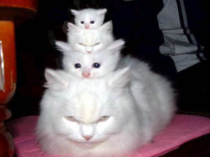 Acid Picdump (197 pics)