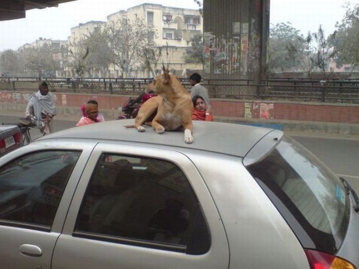 Acid Picdump (197 pics)