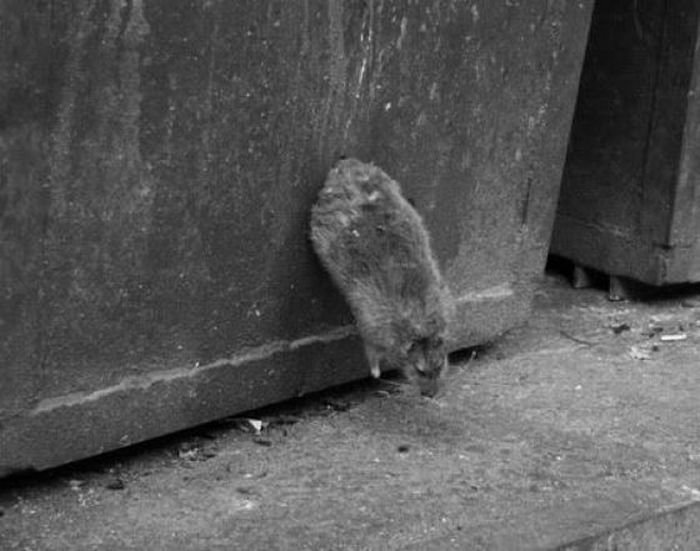Acid Picdump (197 pics) Acid Picdump (197 pics)