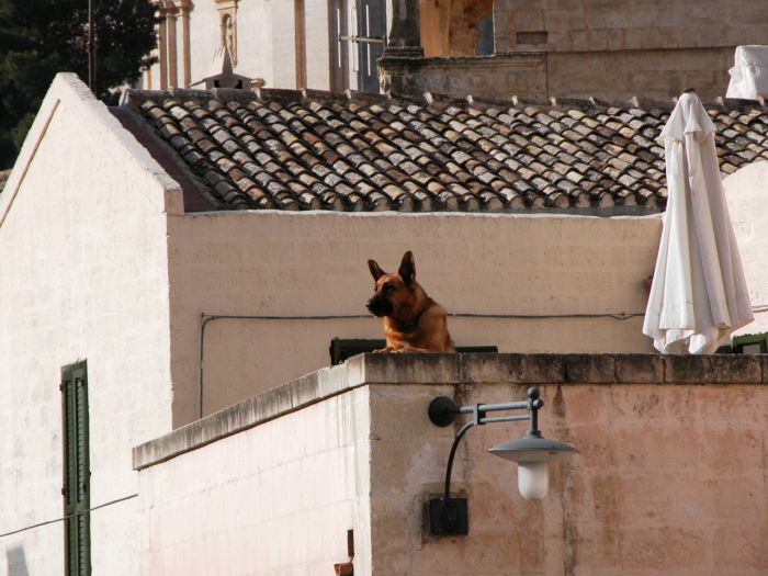 Dogs on Roofs (55 pics)