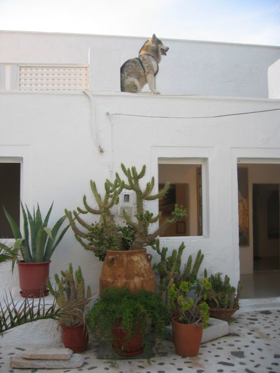Dogs on Roofs (55 pics)