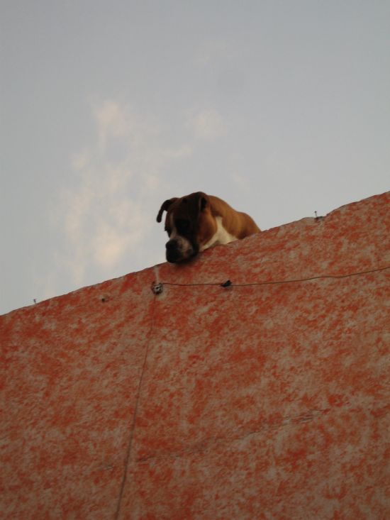 Dogs on Roofs (55 pics)