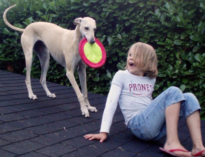 Dogs on Roofs (55 pics)