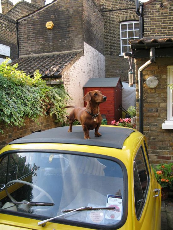 Dogs on Roofs (55 pics)