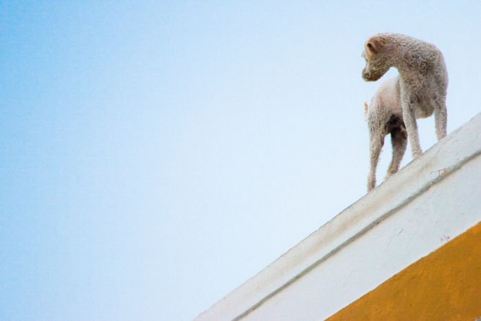 Dogs on Roofs (55 pics)