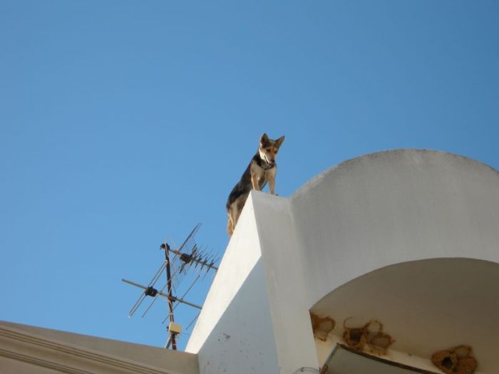 Dogs on Roofs (55 pics)